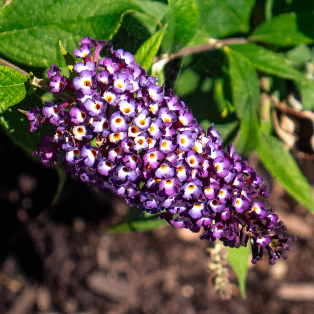 Blueberry_Pie_butteryfly_5_6aa17234-36e7-471d-92d6-ac9b5489a09d