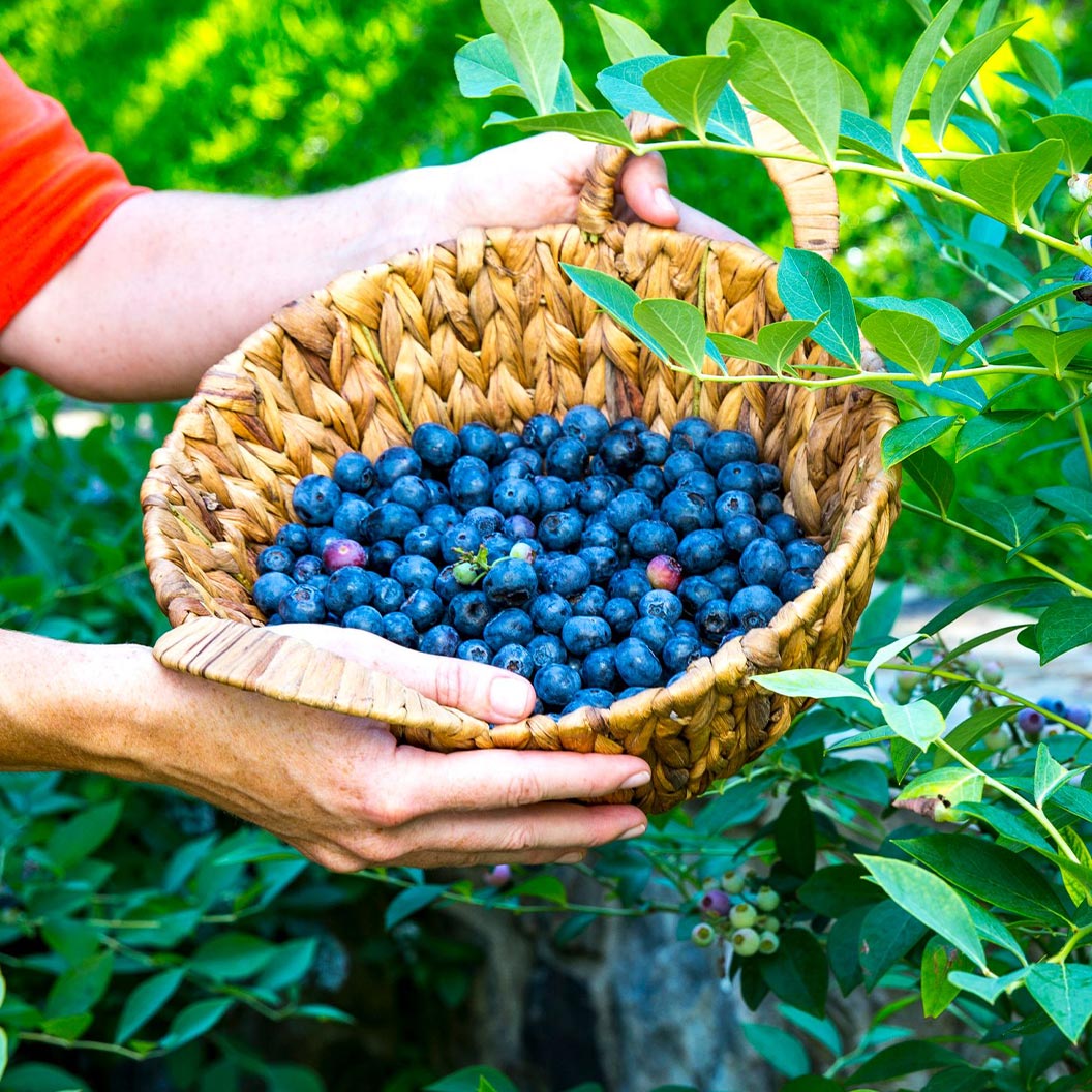 Blueberry_Takes-the-Cake_1_356deab3-245d-4d76-b0ed-03764ede822a