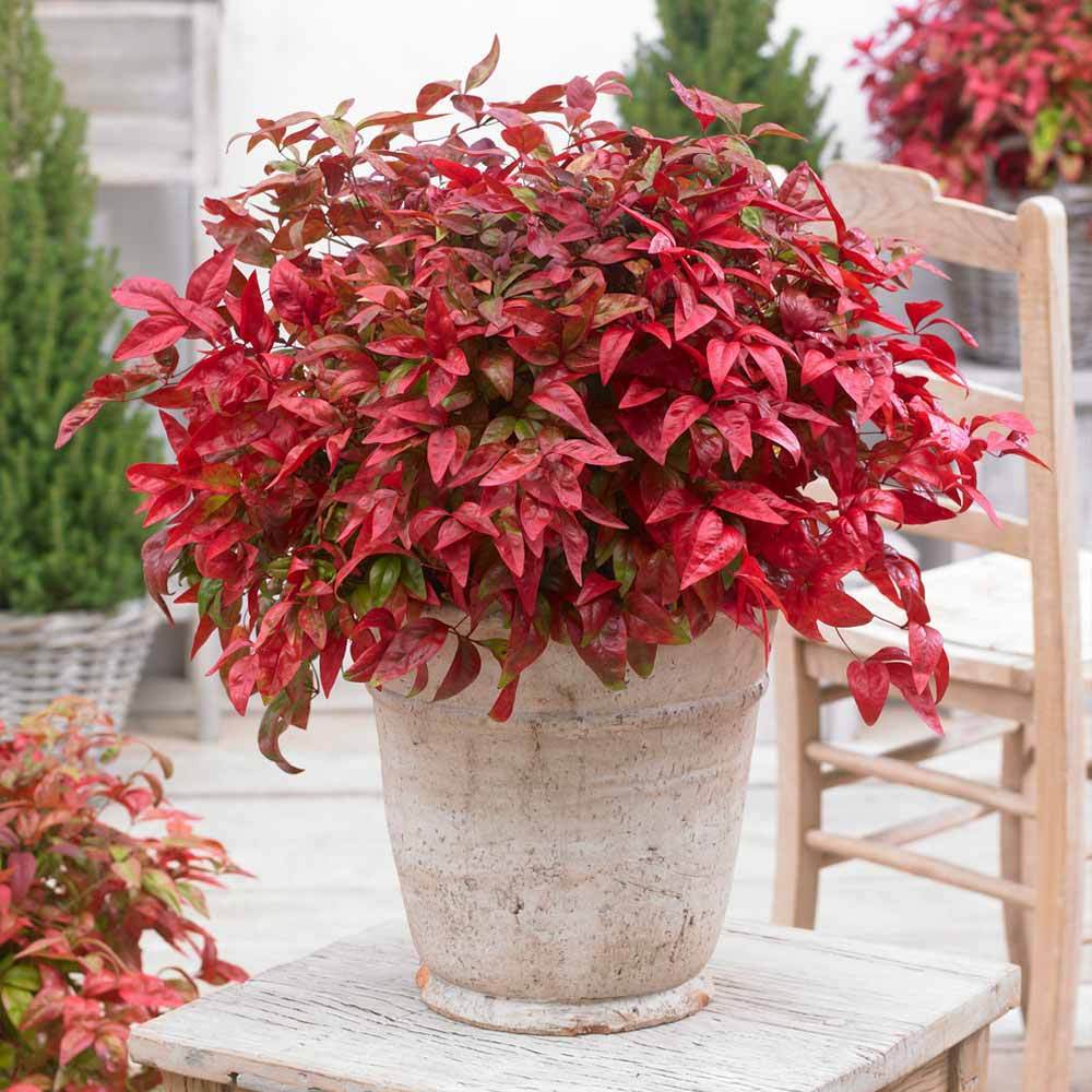Blush_Pink_Nandina_3