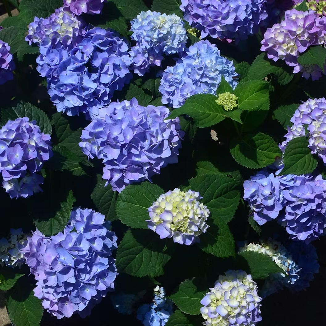 Blushing-Blues-_-Hydrangea-1_5503a438-8f5b-4145-add1-ce138cc5168d