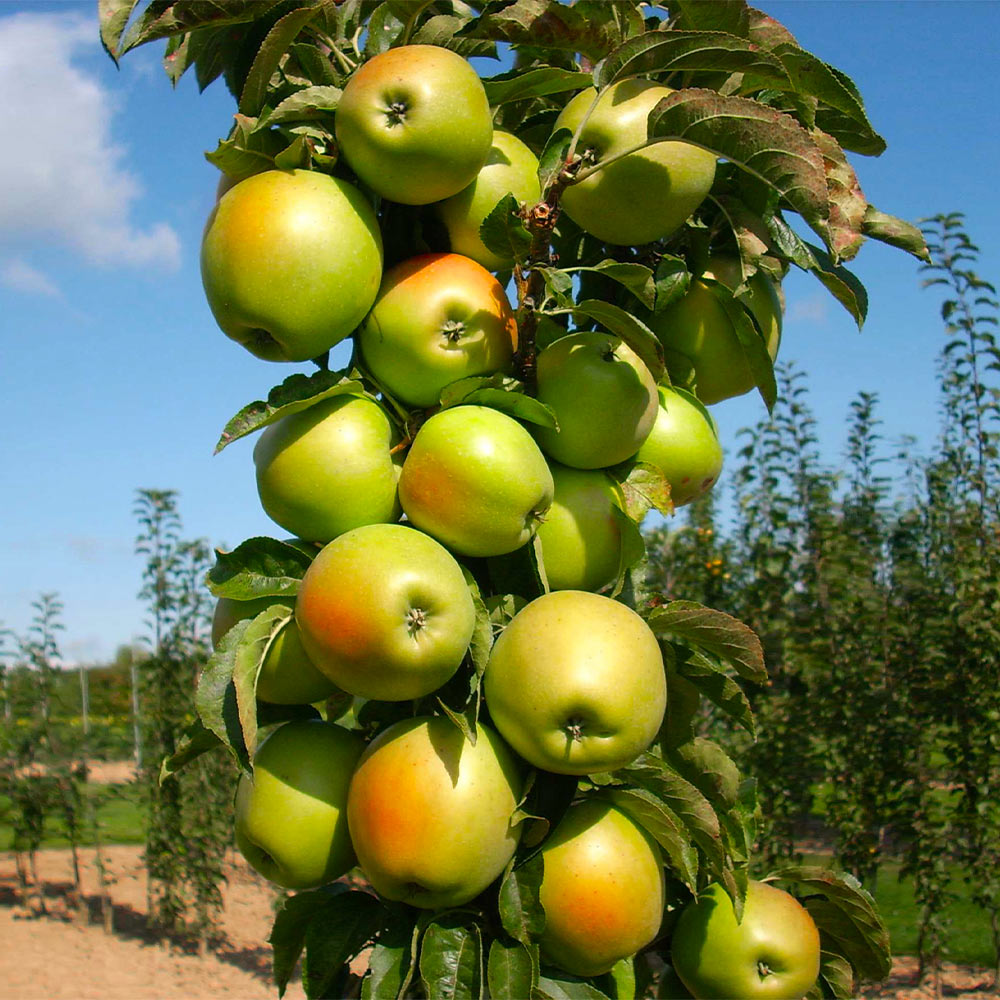 Blushing_Delight_Columnar_Apple_1