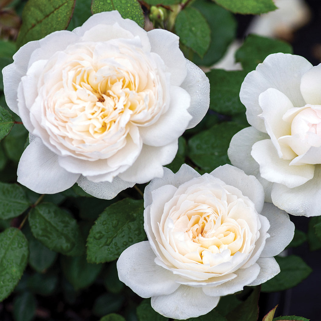 Bolero-Rose-1