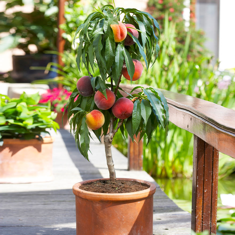Bonanza_Peach_tree_2