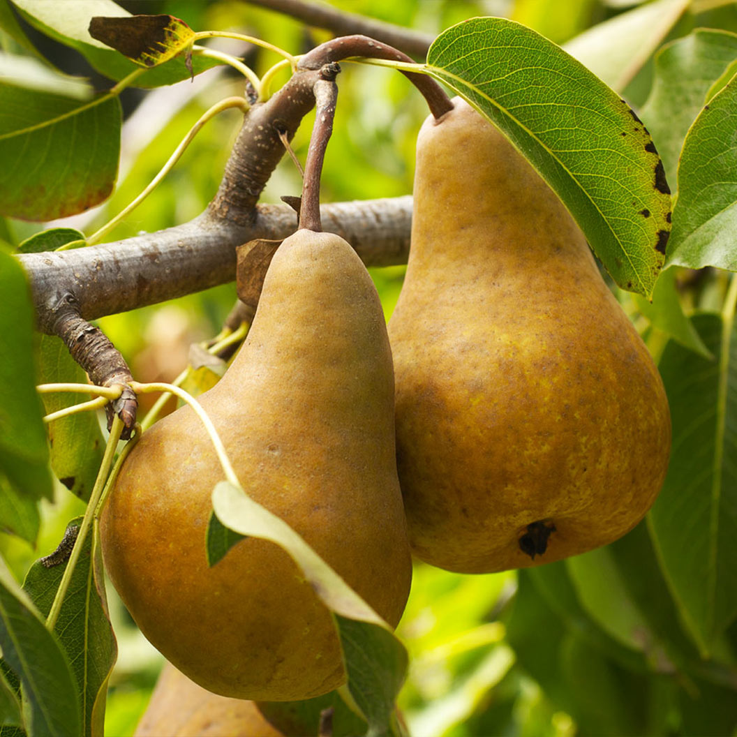 Bosc_pears_1_FGT_9ce935b4-bf25-43e5-ba88-1375797f869d