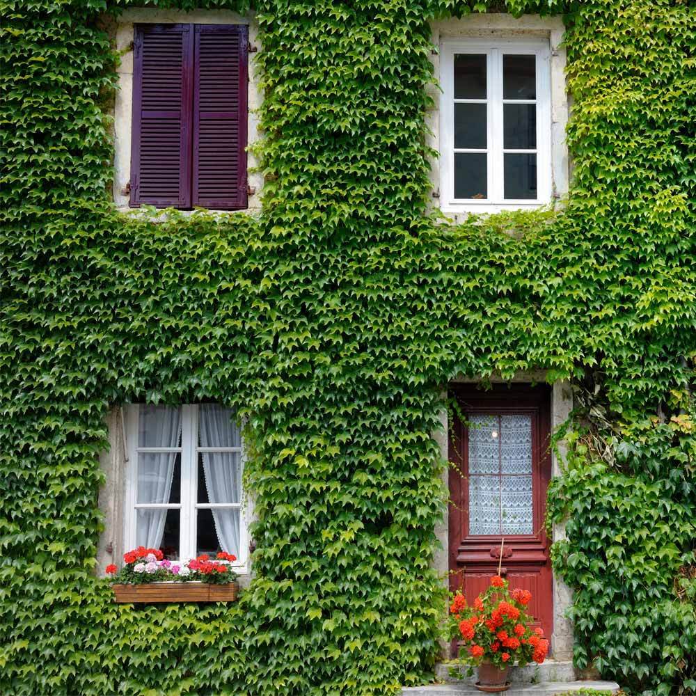 Boston_Ivy_3_FGT