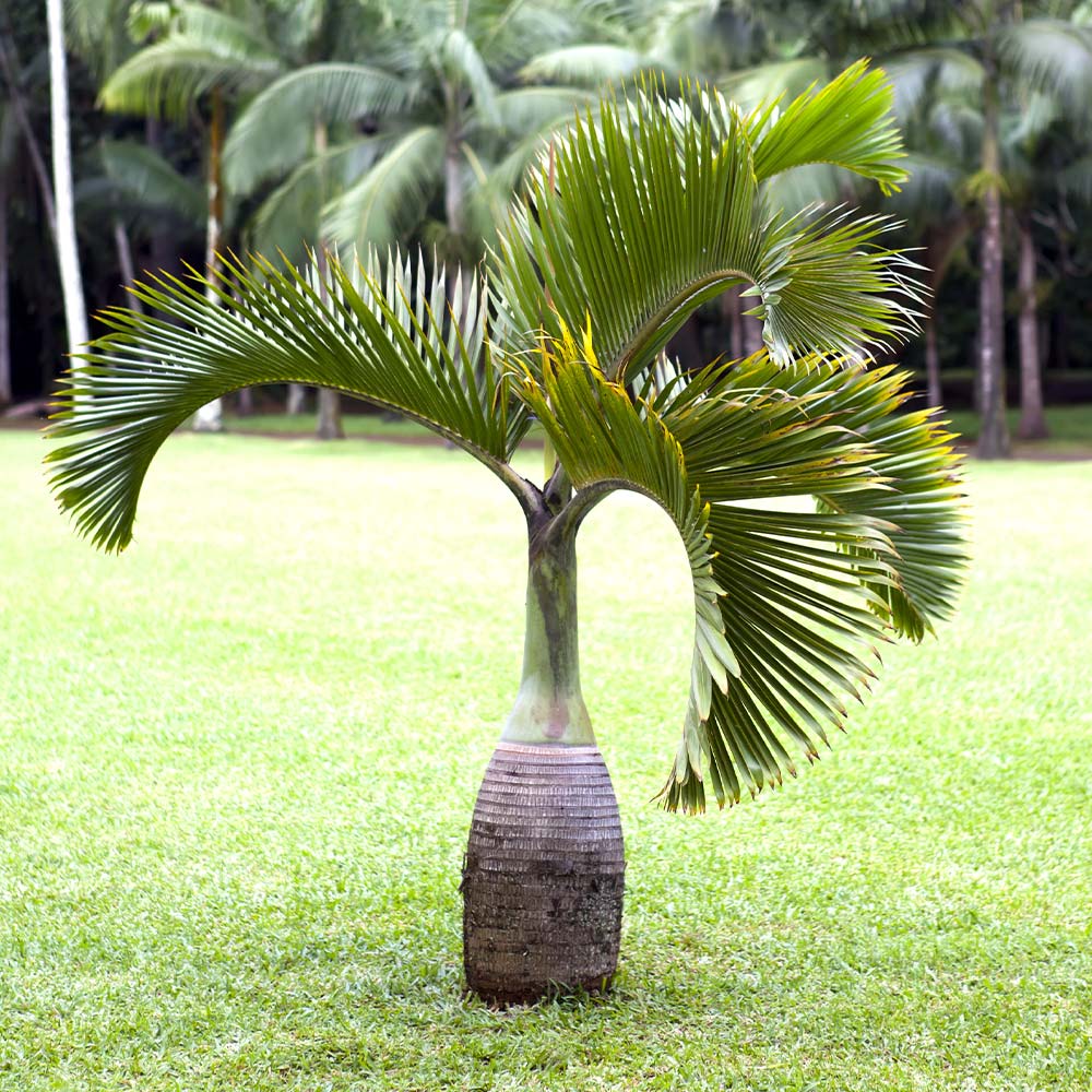 Bottle_Palm_1
