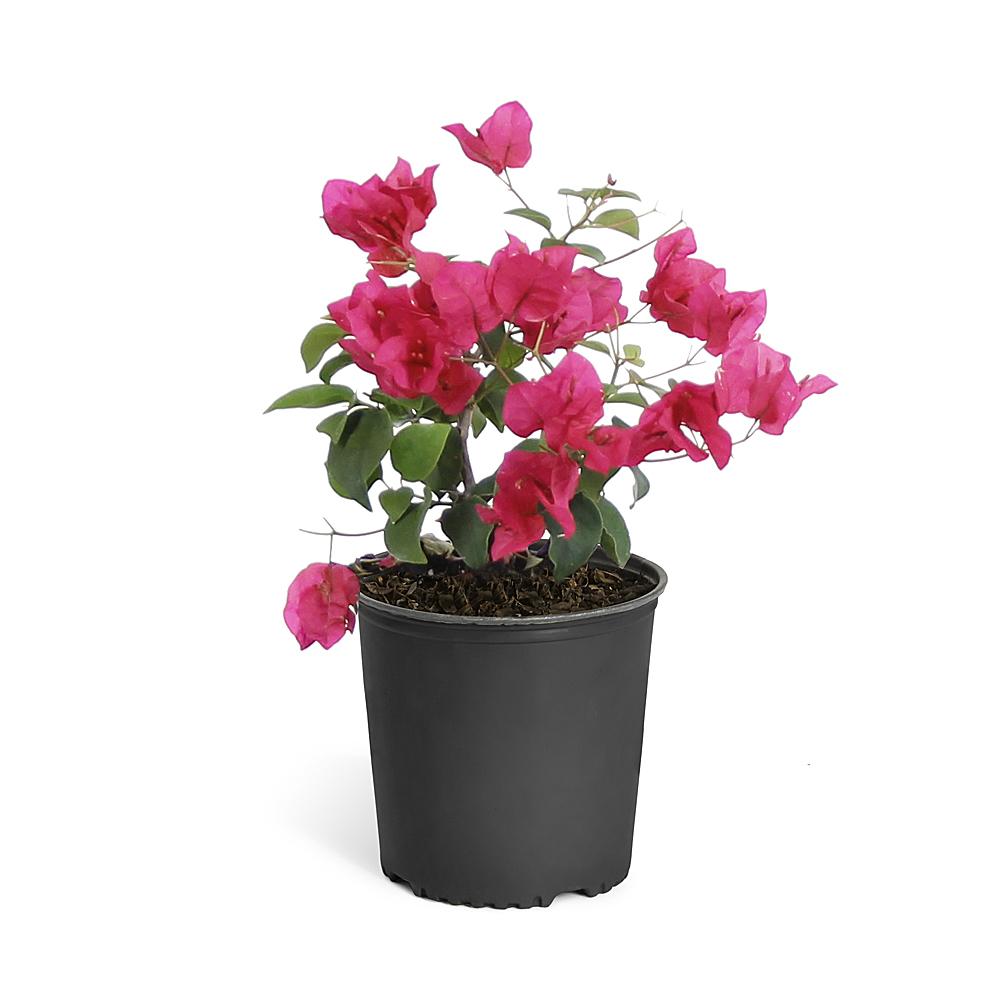 Bougainvillea_Barbera_Karst_6inch_68480f0d-df5e-4cb0-b8d1-912b64b1b5ce_1