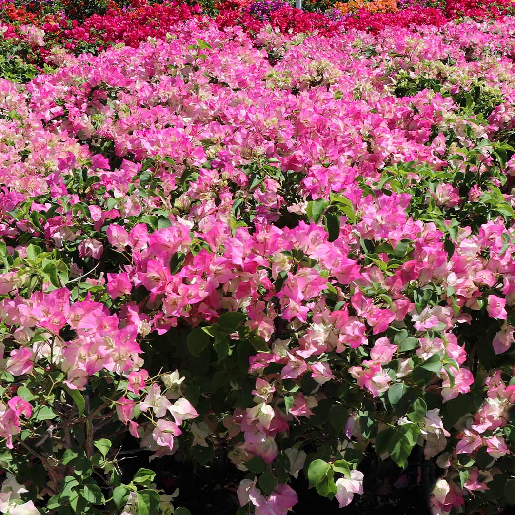 Bougainvillea_Thai_1_05c7de81-b8f0-40b0-8ad8-625e2f3549ea