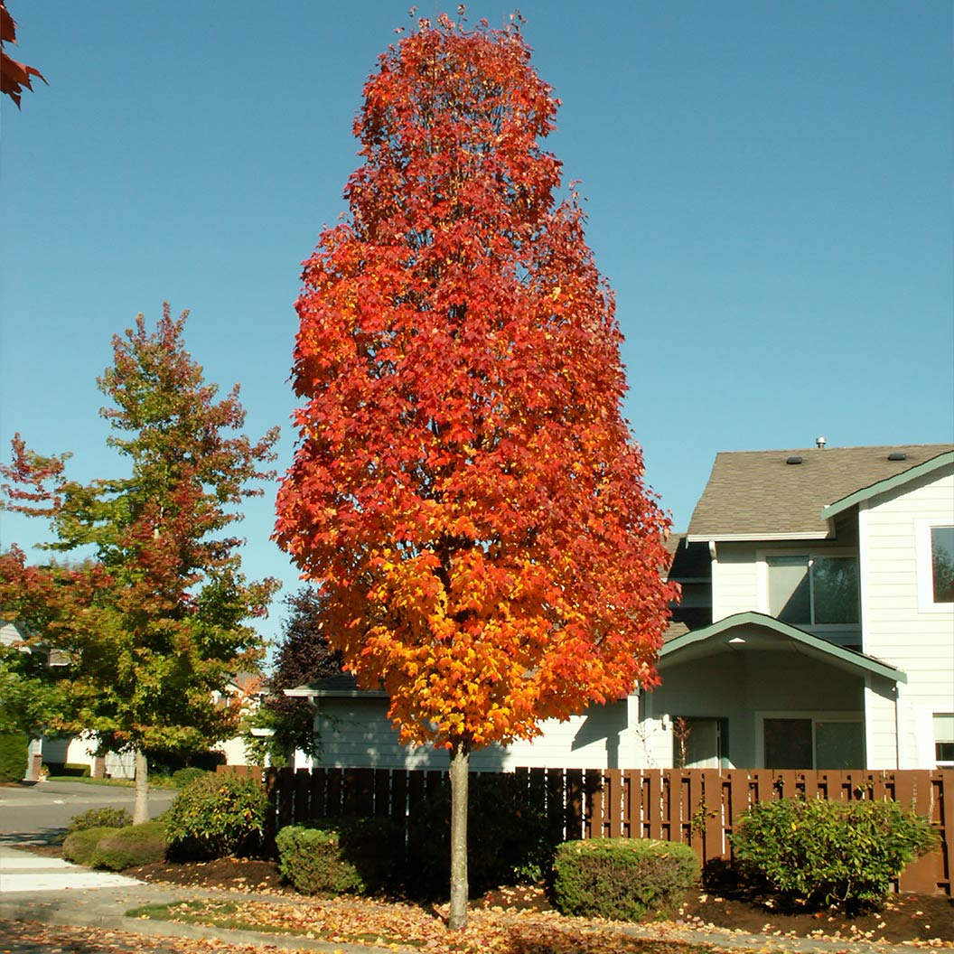 Bowhall-Red-Maple-1_37baa520-de56-4f80-827d-17c6a80bf42f