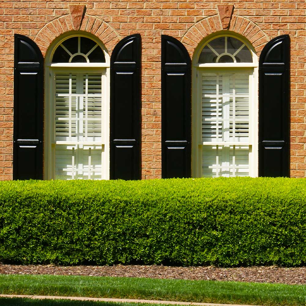 Boxwood_Titan_7