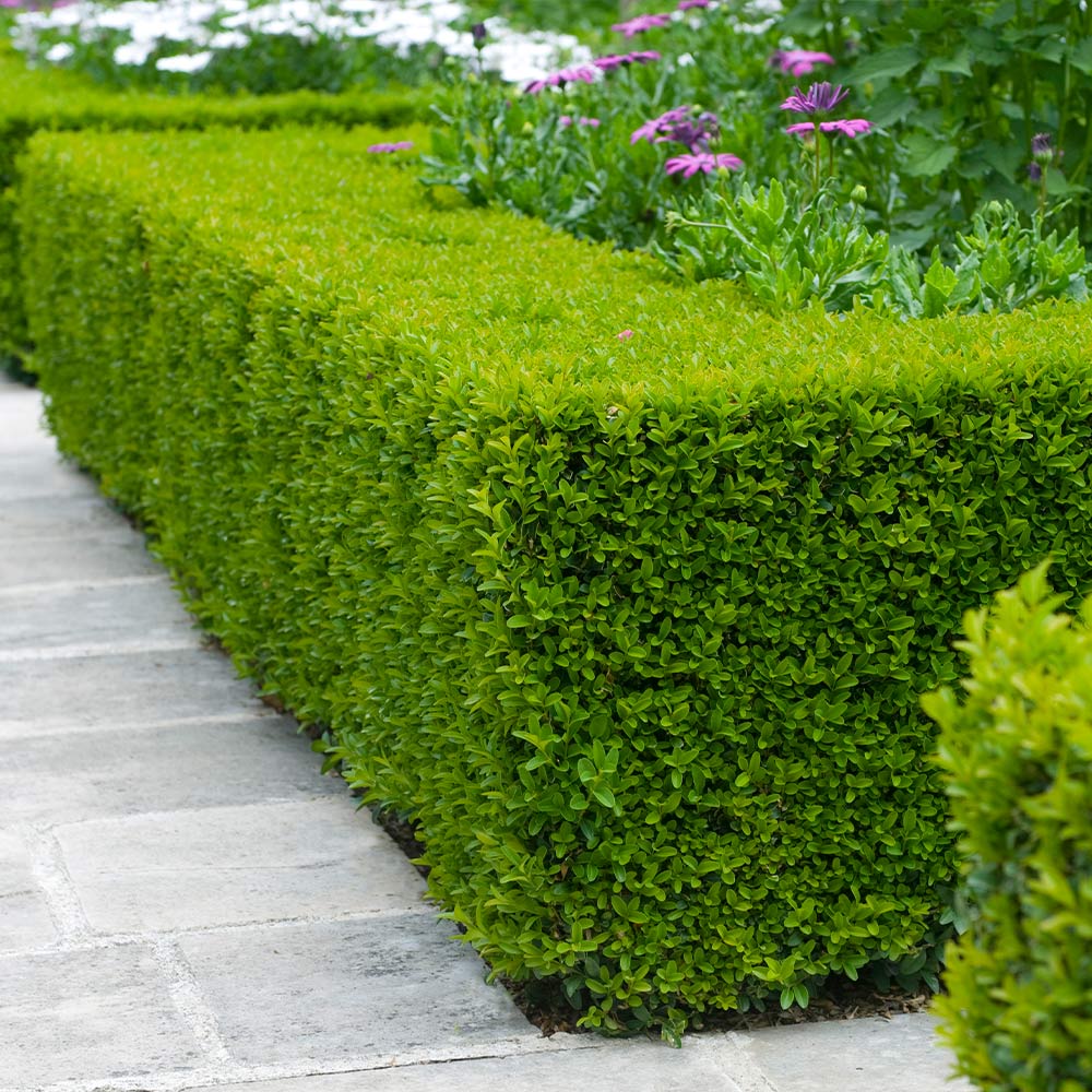Boxwood_Wintergreen_5