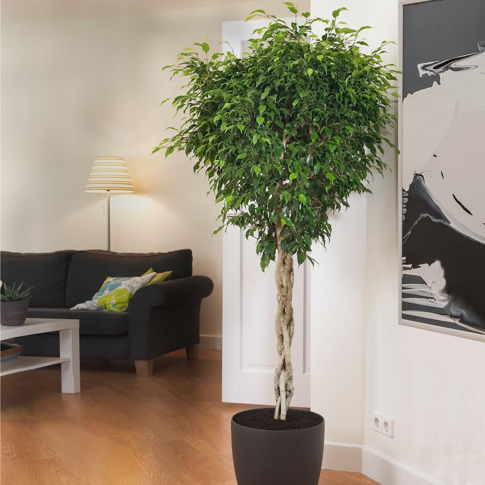 Braided_Benjamina_ficus_FGT