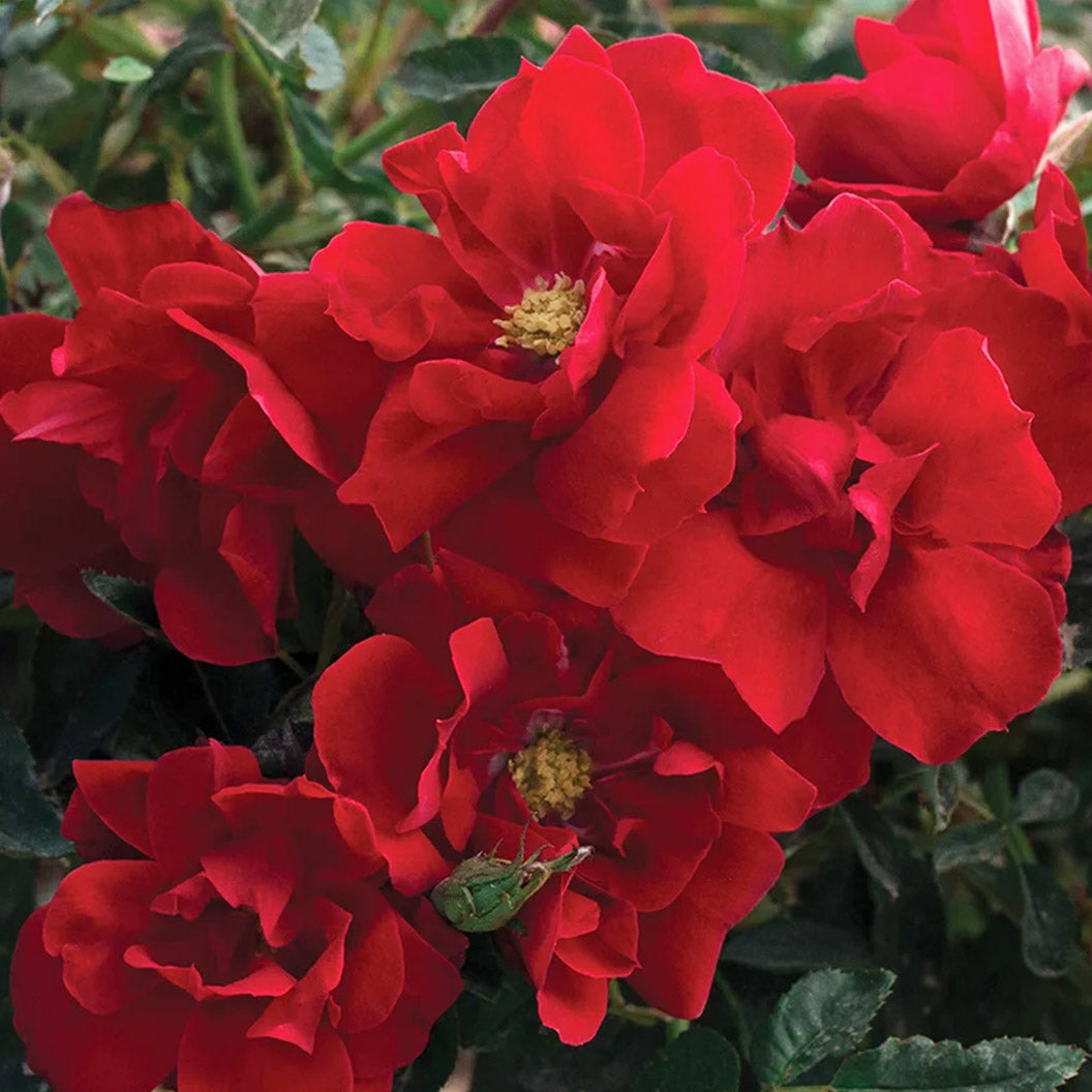 Brick-House-Red-Rose-2