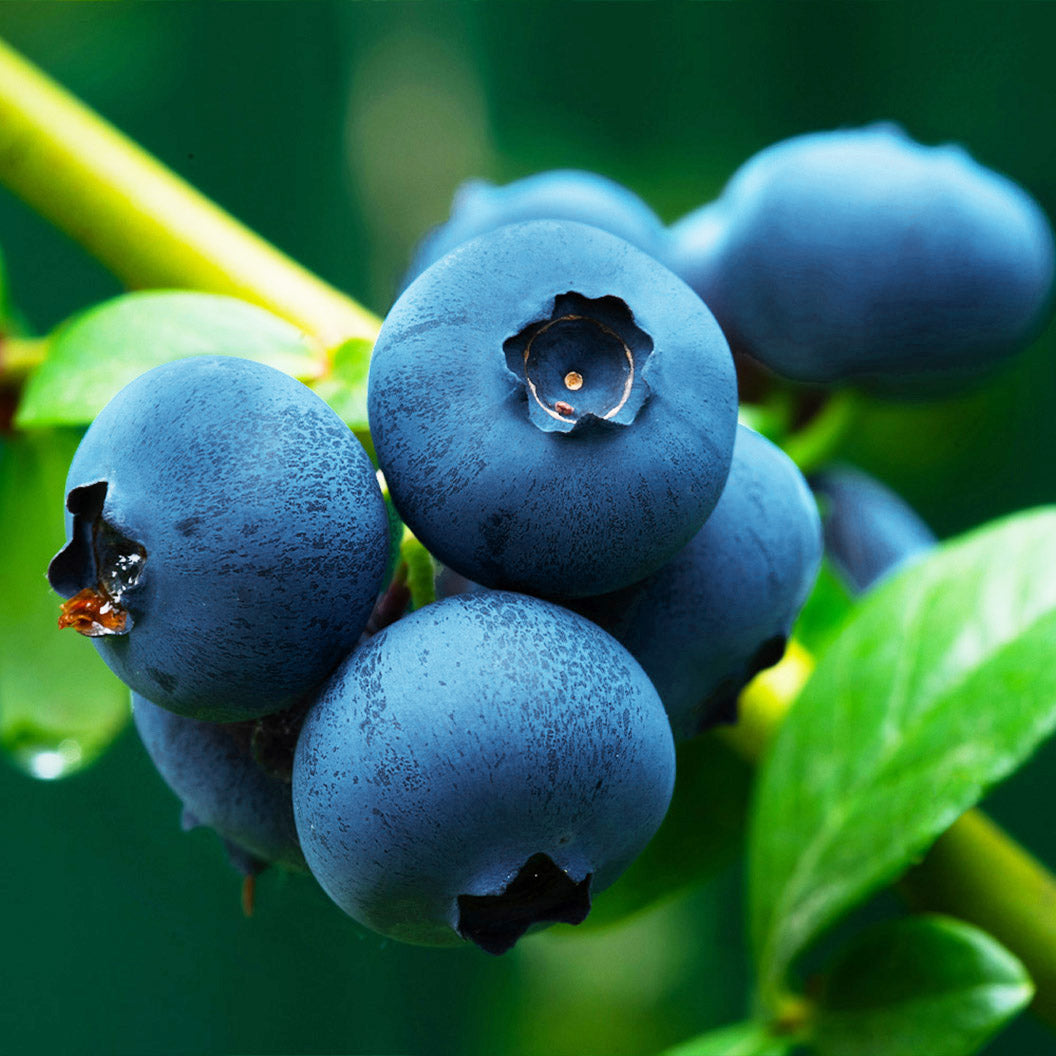 Brightwell_Blueberry_1_9dc5ee7d-21ea-4dc8-9edb-03bb36f0c4c8
