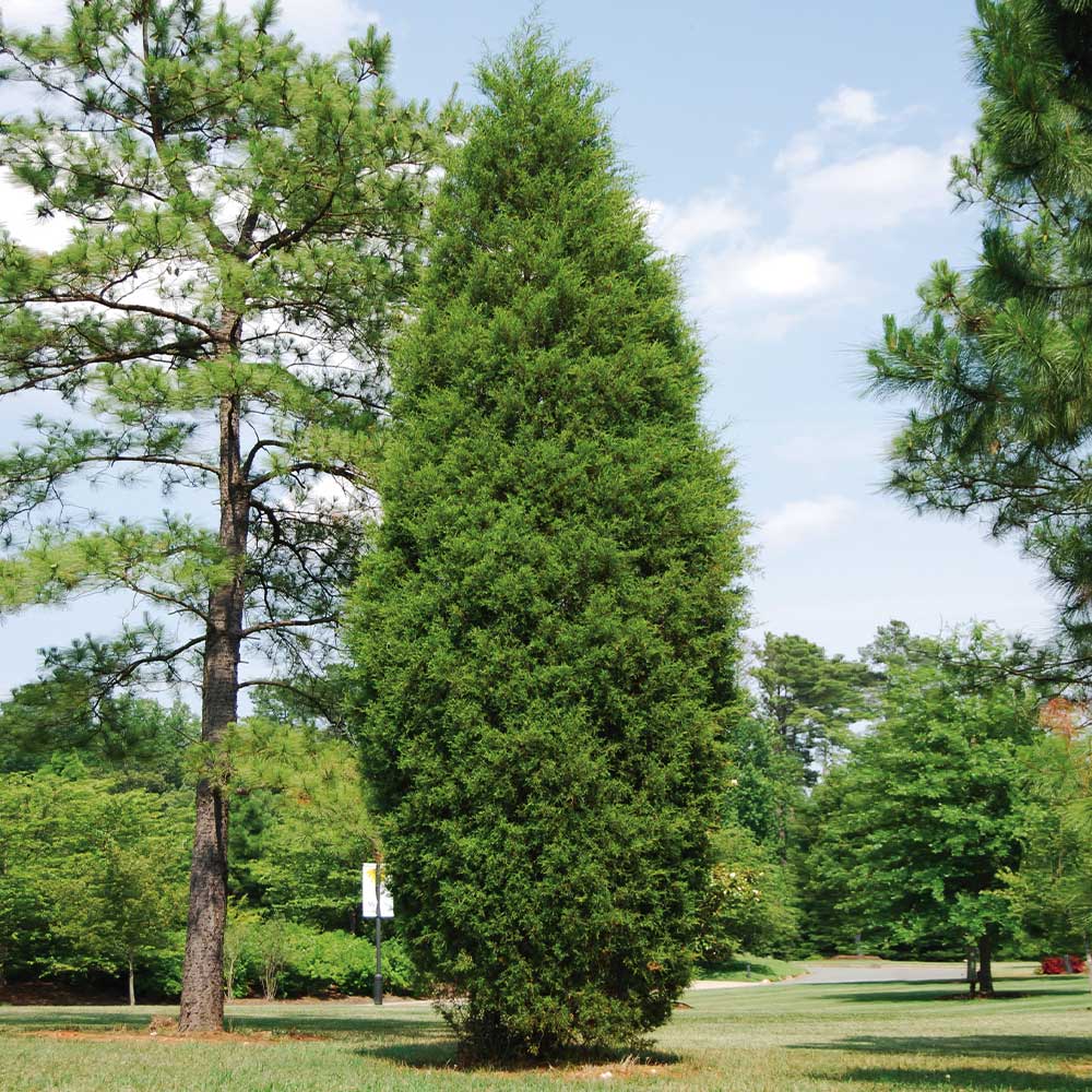 Broadie_Eastern_Red_Cedar_4_FGT