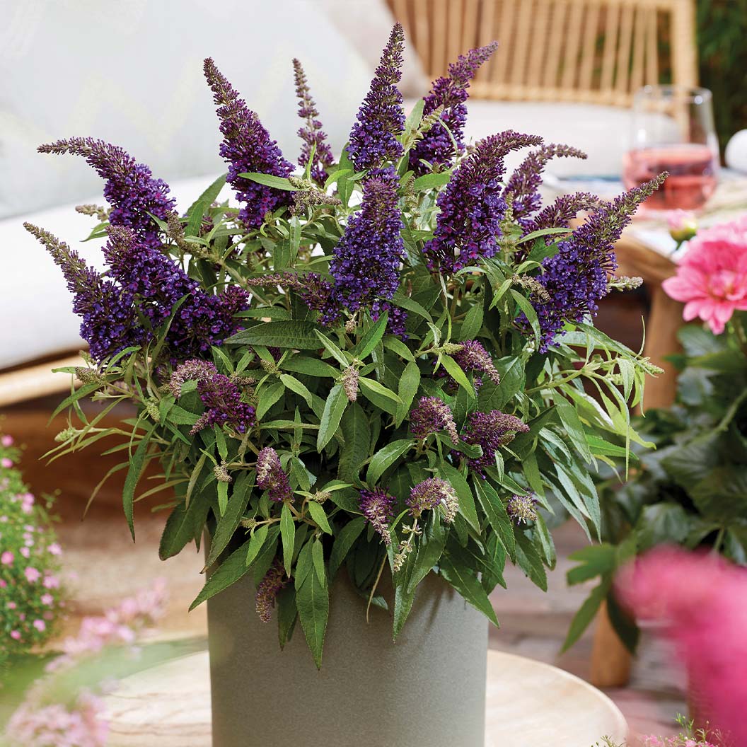 Buddleia_Butterfly_Candy_Lil_Grape_1_057498a1-8571-4472-8ece-0e5a3f44452d
