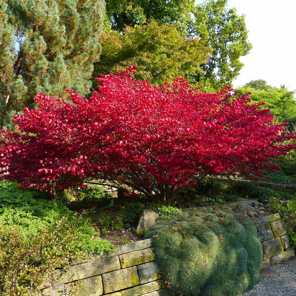 Burning_Bush_1_FGT