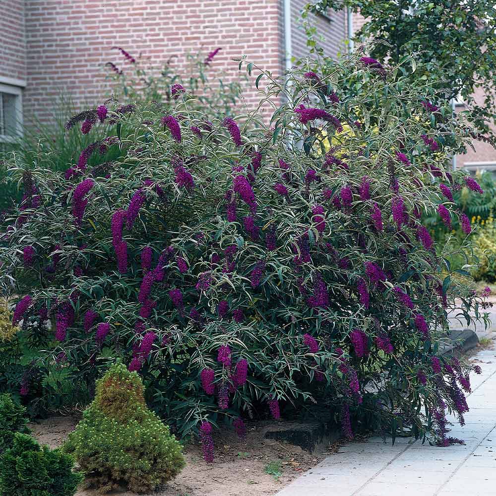 Butterfly_Bush_Black_Night_5