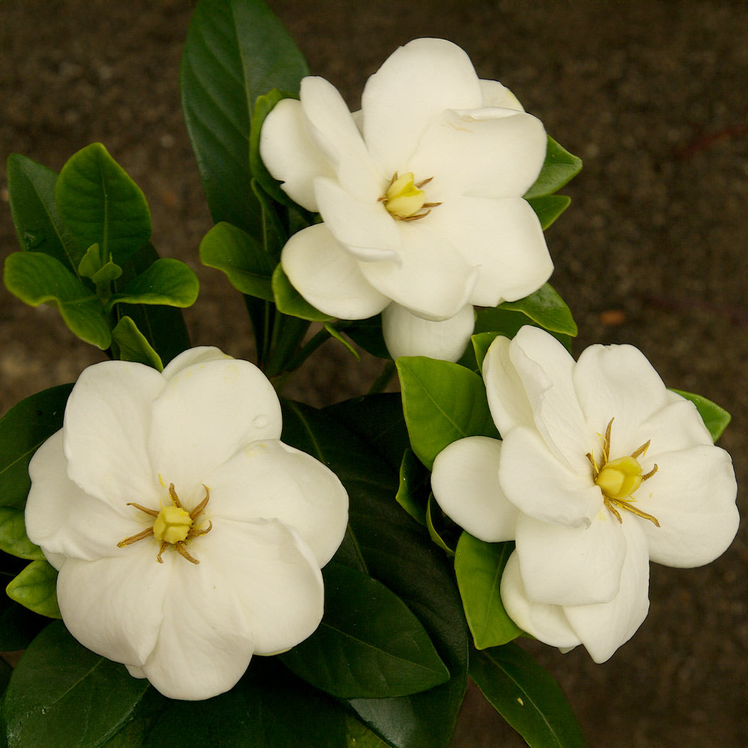 Buttons_Gardenia_5_FGT_c377638a-a5dc-471e-9049-f7cff6de934e