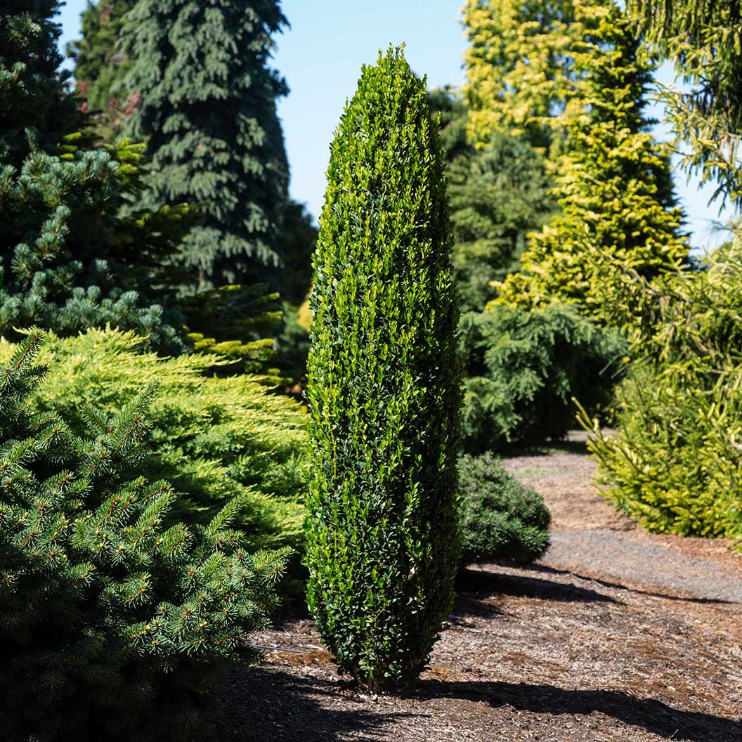 Buxus-sempervirons-_Graham-Blandy_-boxwood-2_4200b069-57ac-4393-b716-7d247711e29c