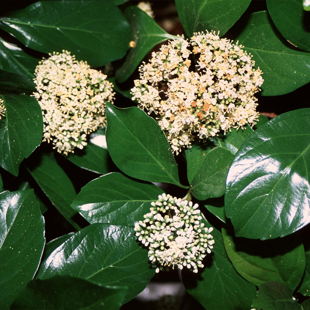 CHindo_Viburnum_4