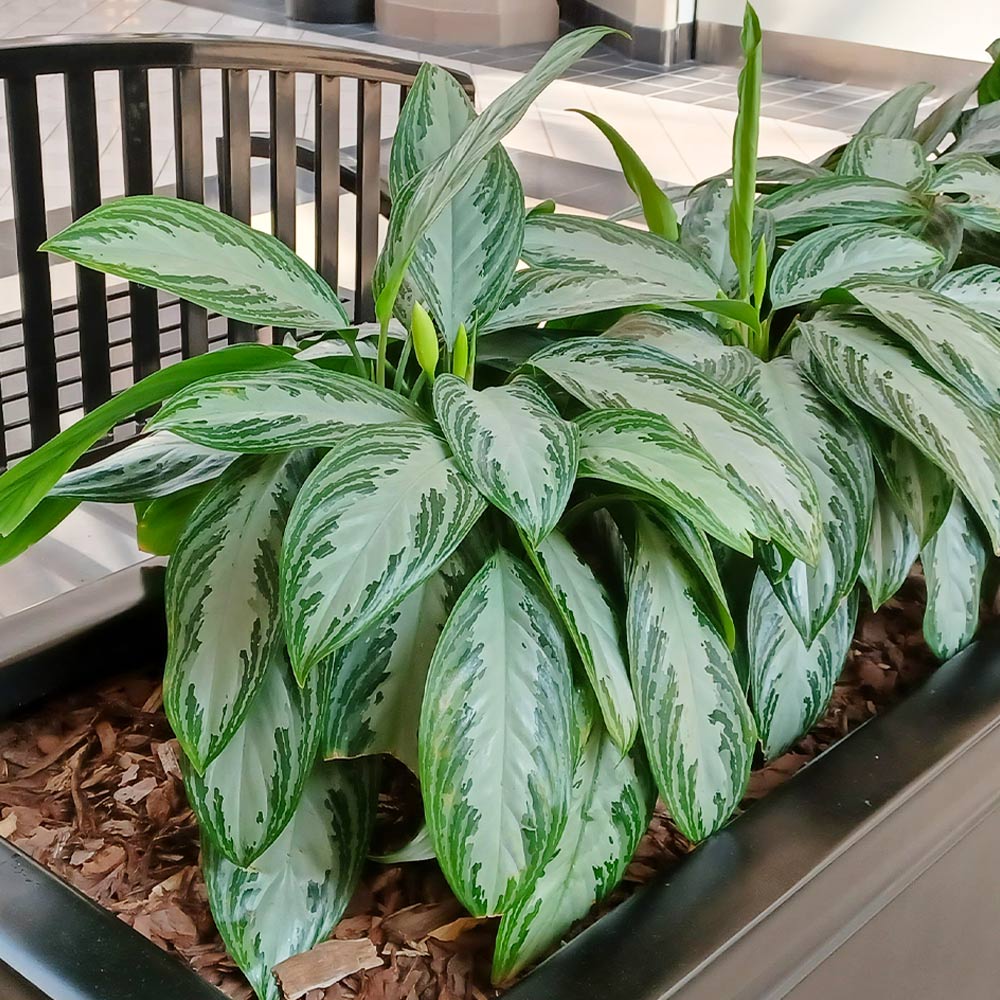 CHinese_Evergreen_2