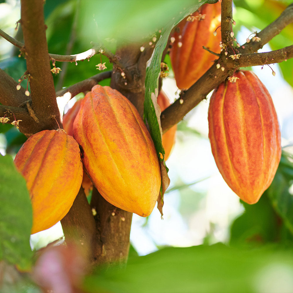 CHocolate_Cacao_Tree_4_FGT