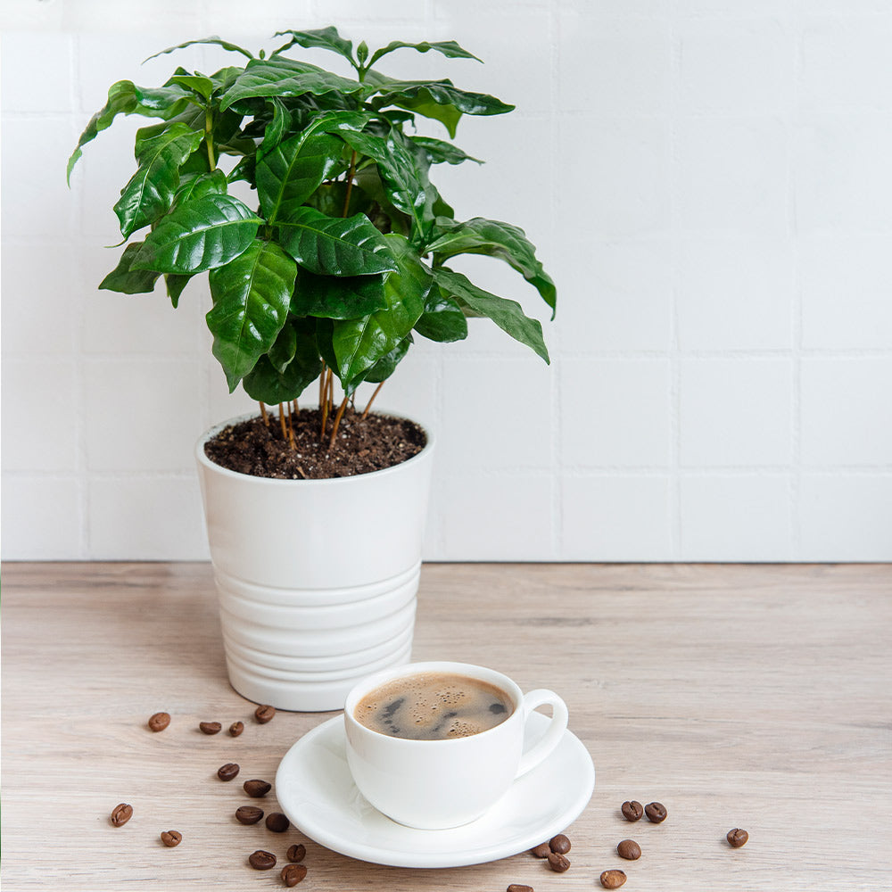 COffee_plant_4_FGT_a7e3d937-4b5b-4607-96f6-4c99736f00d2