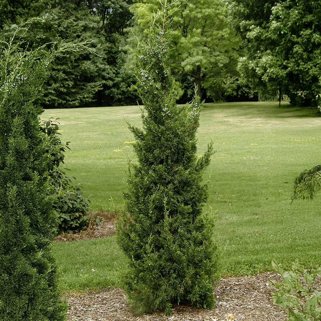 COlumnar-Hetz-Juniper-1_4cb3c04d-db73-4857-a743-ee49db4b2422