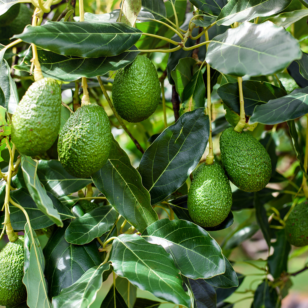 Cadoavocado_b7f9ab98-290f-413d-b411-c4a1aa378d9e