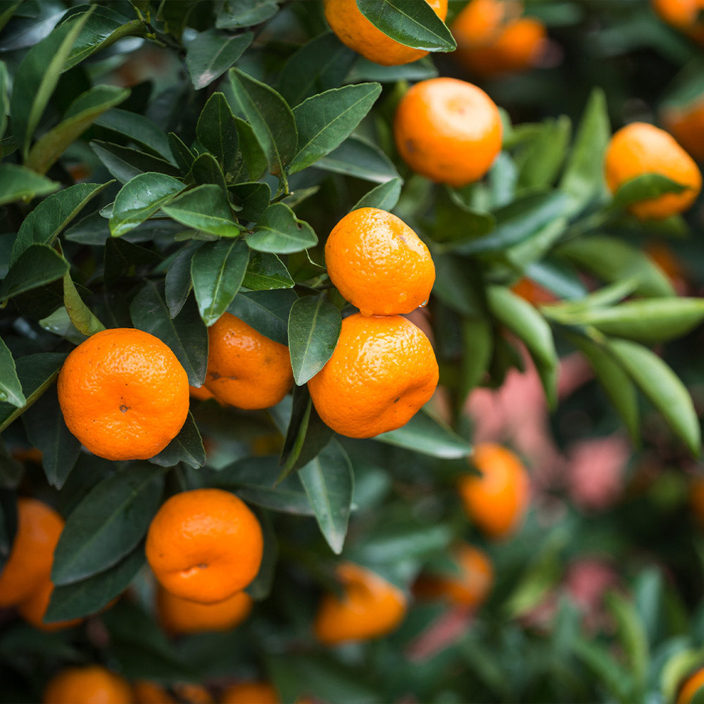 Calamondin_Bush_3_FGT