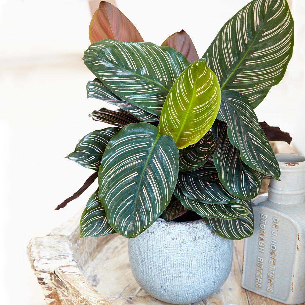 Calathea_Ornata_1