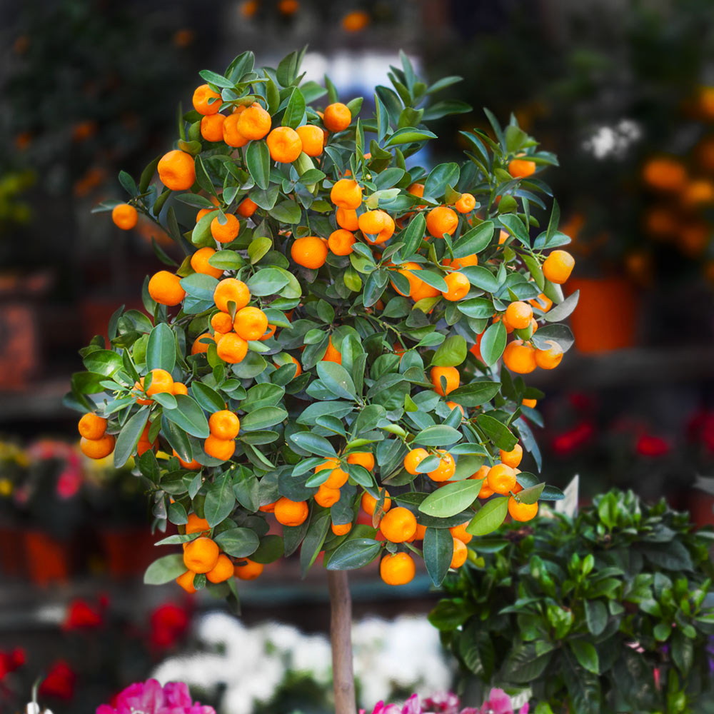 California_Mandarin_1