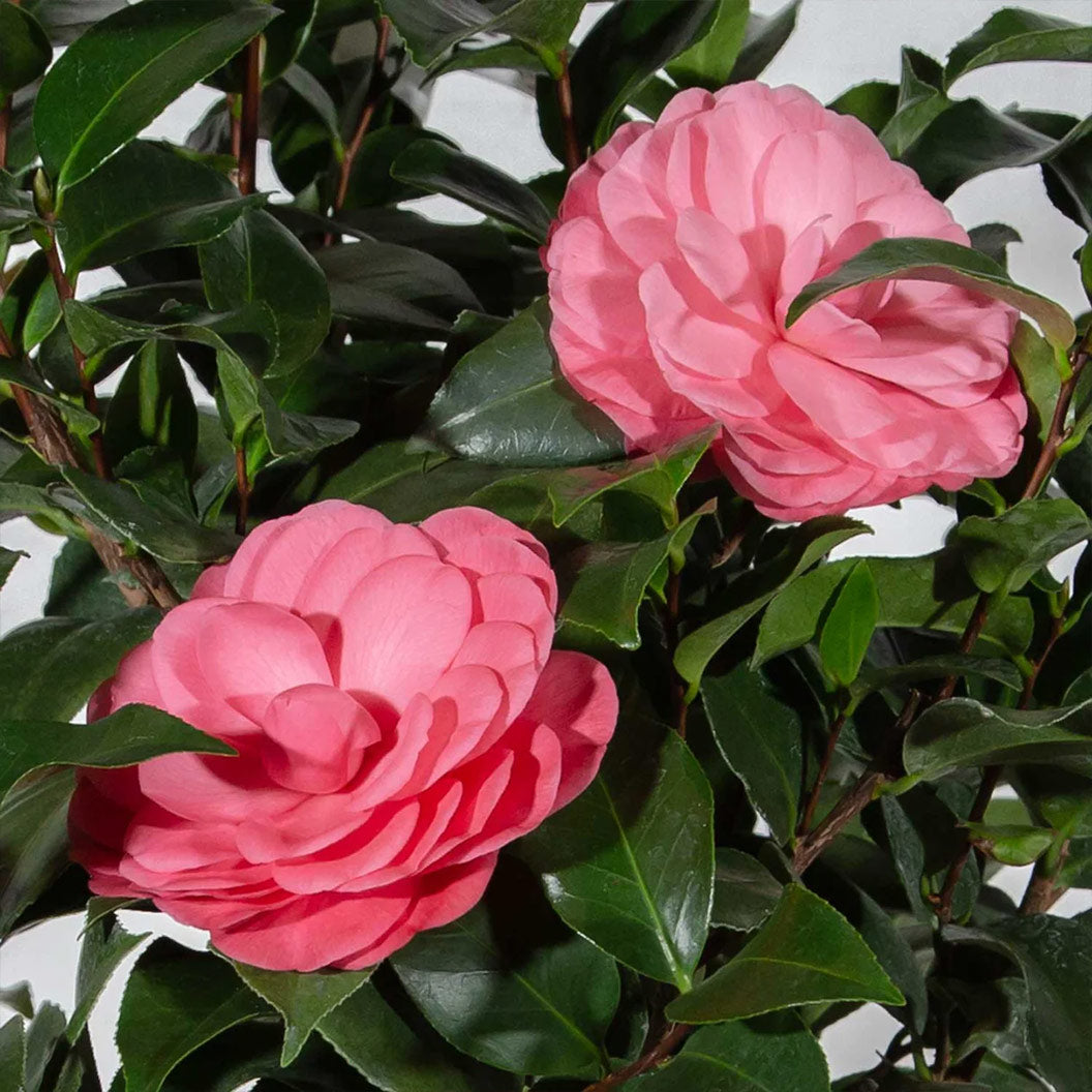 Camellia-Early-Wonder-1_f0d09539-c7c6-4f83-9229-b3ab9e59d4d8