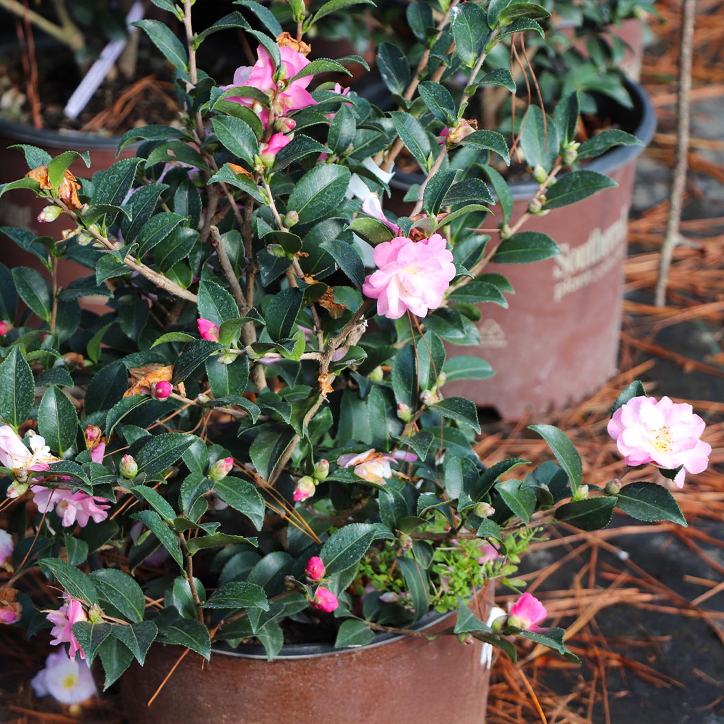 Camellia-October-Magic-Orchid-1_48c263b3-f825-4be7-9f7d-2f369913e2e8