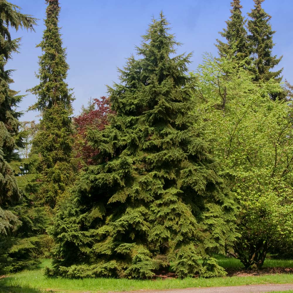 Canadian_Hemlock_7