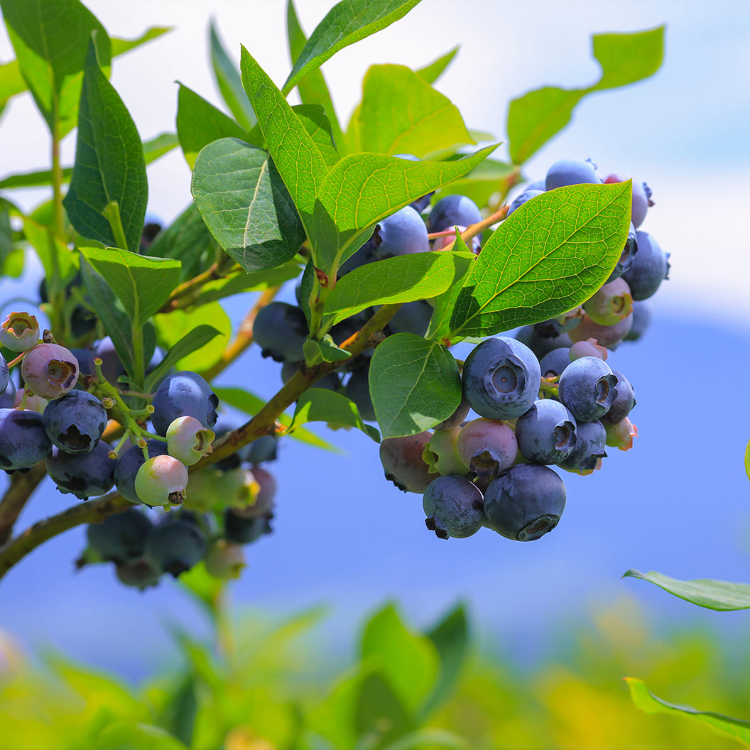 Candelabra-Highbush-Blueberry-Bush-2_41169e6e-5c52-4271-933f-1184e31edd0c