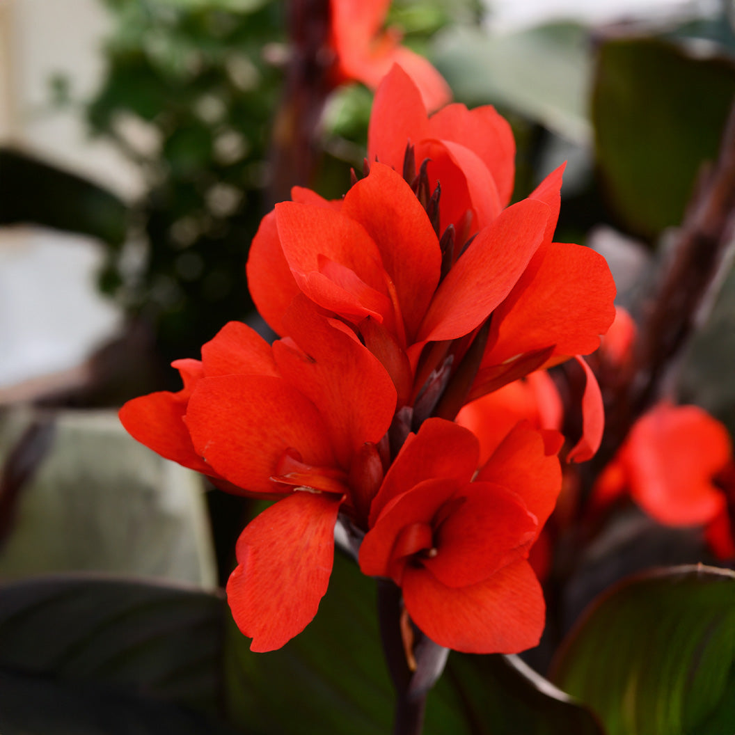 Canna-Cannova-_Bronze-Scarlet_-Lily-Plant-4_4b5db1a0-ba2f-4698-b8e6-c05711cd16cf