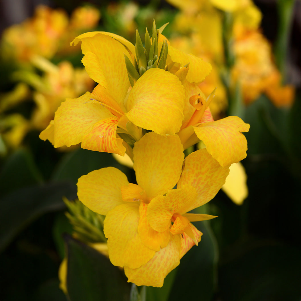 Canna_Cannova_Yellow_6