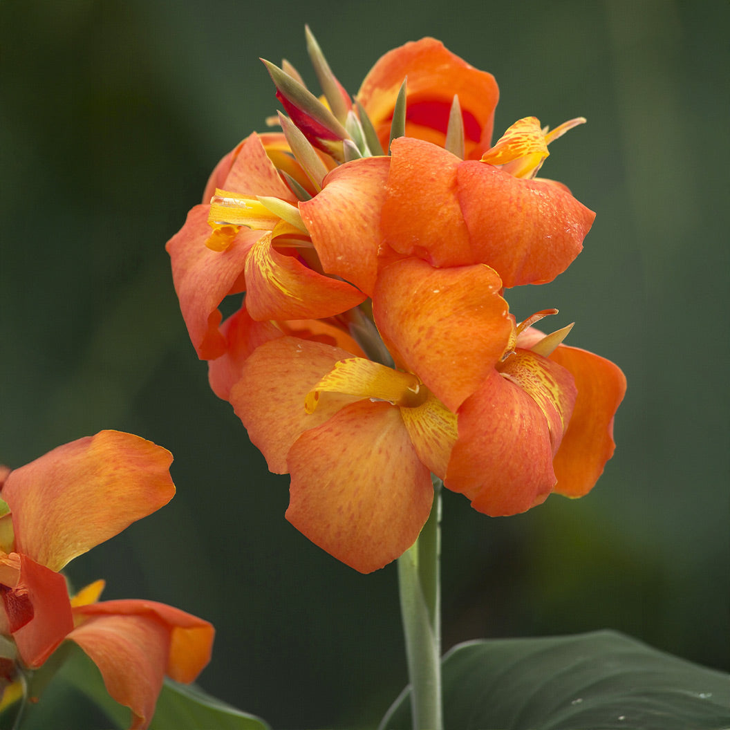 Cannova-Orange-Shades-Canna-Lily_5004335d-0039-4b21-9505-7b9793cf0053