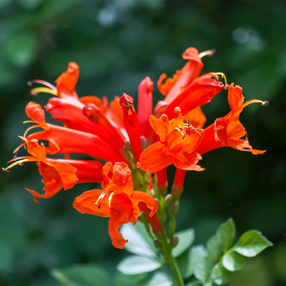 Cape_Honeysuckle_4_FGT