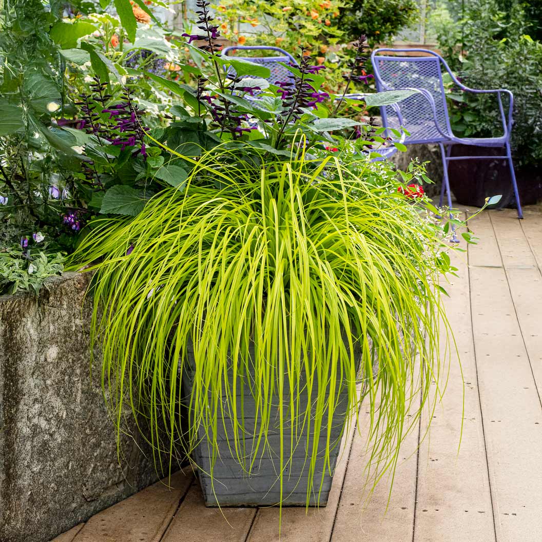 Carex-EverColor-_Everillo_-1_3be3cbf8-c1fe-4c83-a625-ce61f35711fb