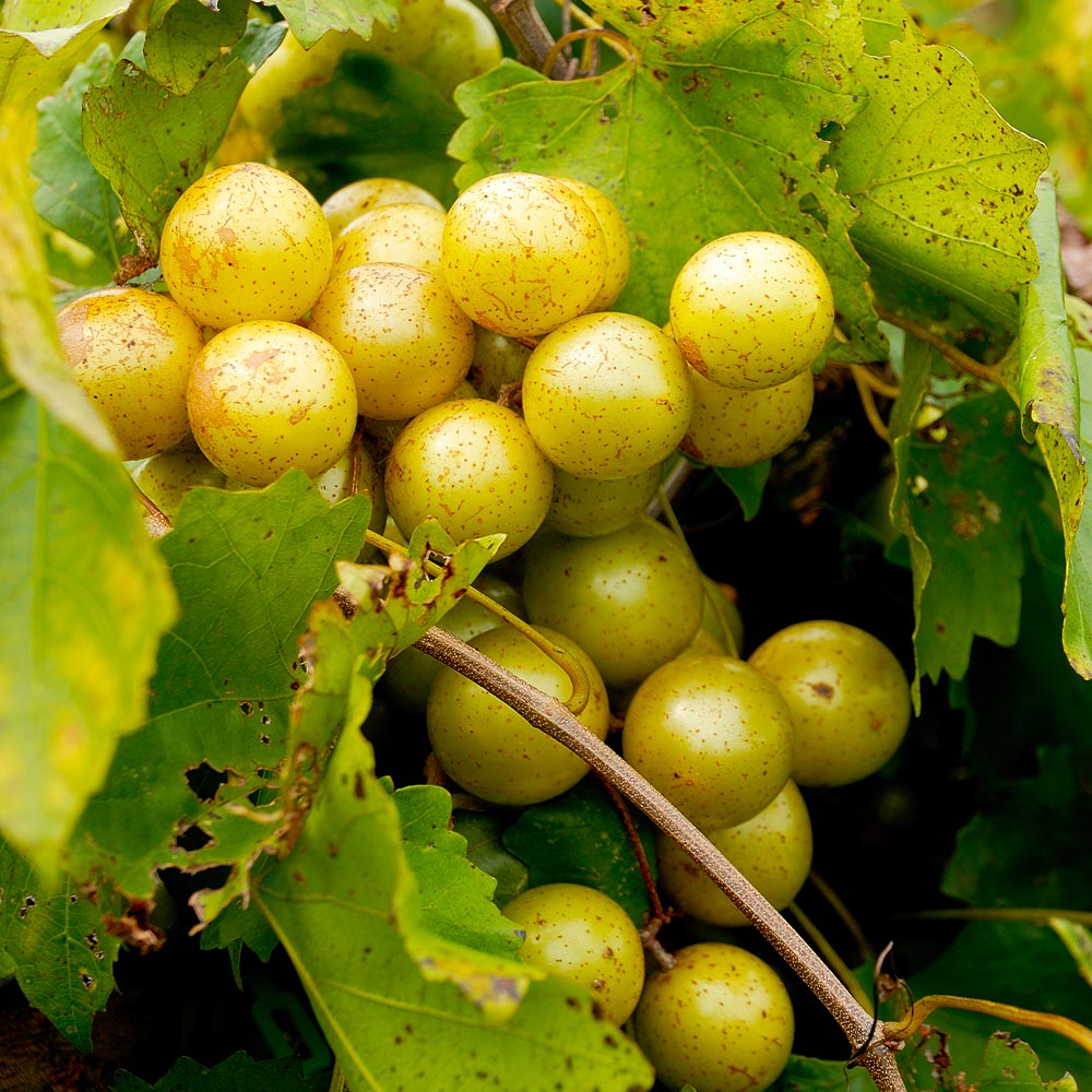 Carlos_Muscadine_7_FGT