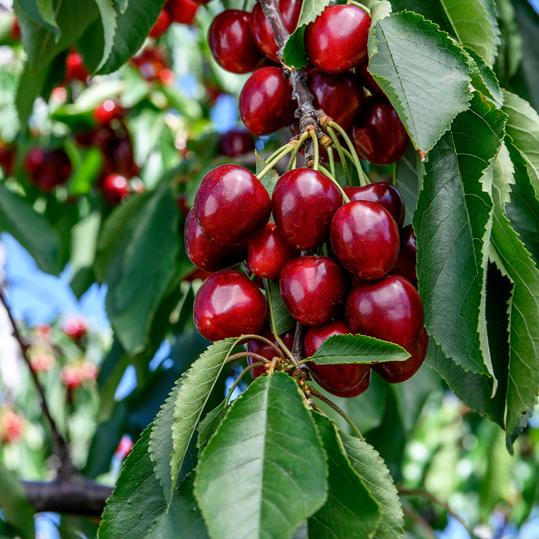 Carmine-Cherry-1_565e84ff-96de-4932-bc46-b3d73a1b8db6