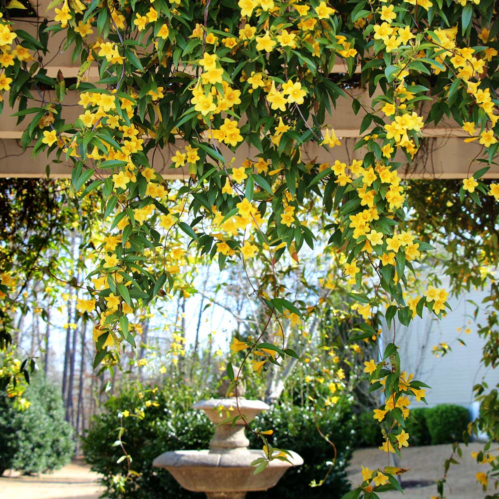 Carolina_Jessamine_Yellow_Jasmine_6_FGT