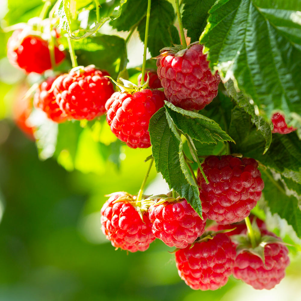 Caroline_Raspberry_1_FGT_dd3a37ed-f561-4bbd-bda8-740d5287c6e4