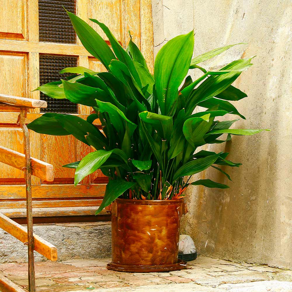 Cast_Iron_Plant_4_FGT