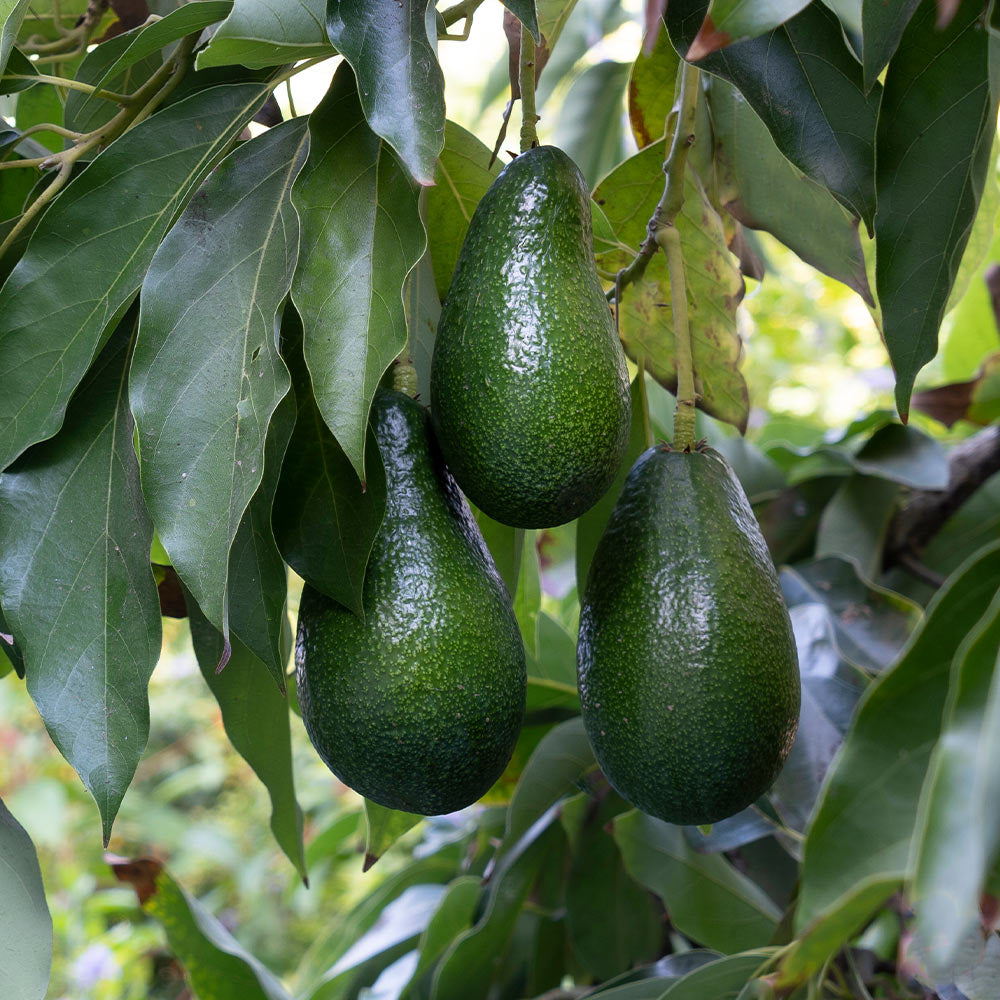 Catalina_avocado_1_cf0bbe5c-4338-4f02-820a-decf5203e4e1