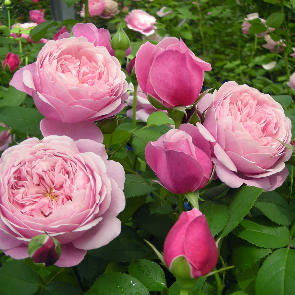 Cathedral_Bells_Rose_Tree_1