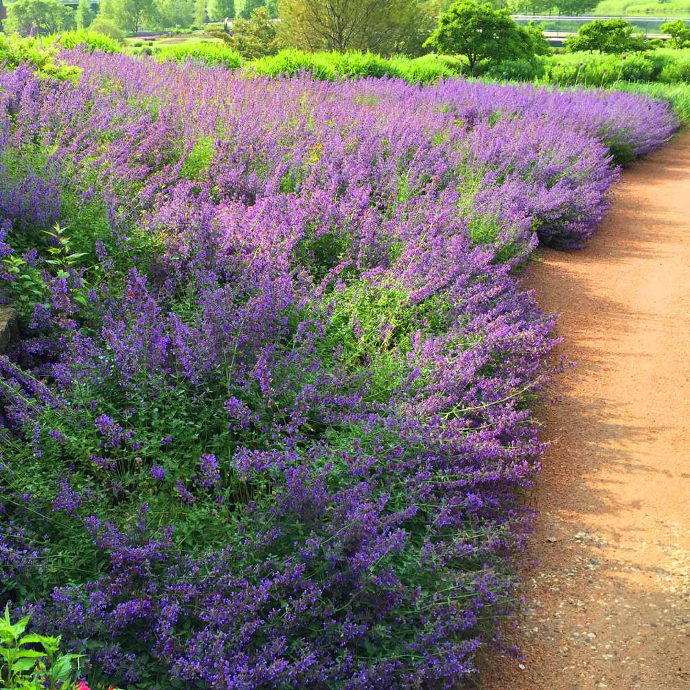 Catmint_Nepteta_Walkers_Low_FGT_3